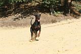 DOBERMANN 157